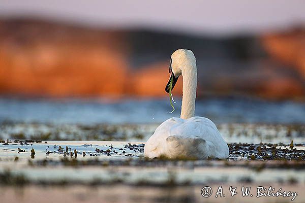 łabędź niemy Cygnus olor