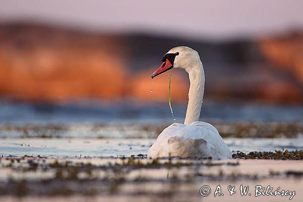 łabędź niemy Cygnus olor