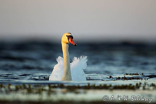 łabędź niemy Cygnus olor