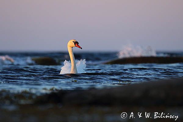 łabędź niemy Cygnus olor