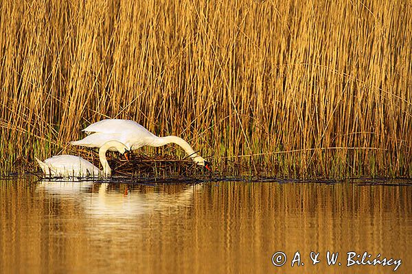 łabędź niemy Cygnus olor para