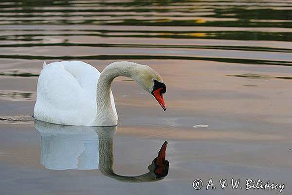 Łabędź niemy Cygnus olor, przeglądający się w wodzie