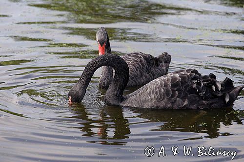 łabędź czarny Cygnus atratus)