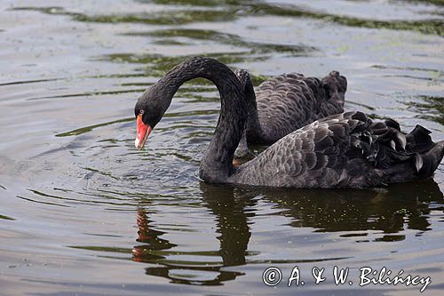 łabędź czarny Cygnus atratus)