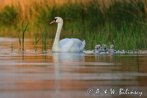 łabędź niemy Cygnus olor, samica z pisklętami