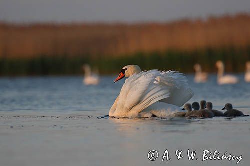 łabędź niemy Cygnus olor, samica z pisklętami