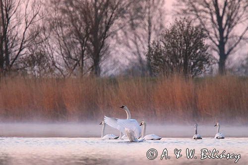 łabędź niemy, Cygnus olor, łabędzie o świcie