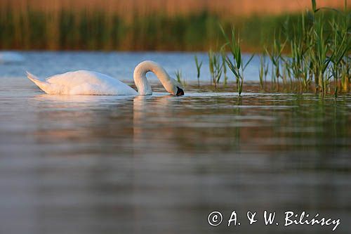 łabędź niemy Cygnus olor