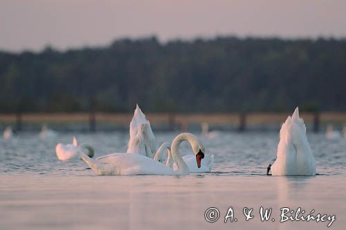 łabędź niemy Cygnus olor