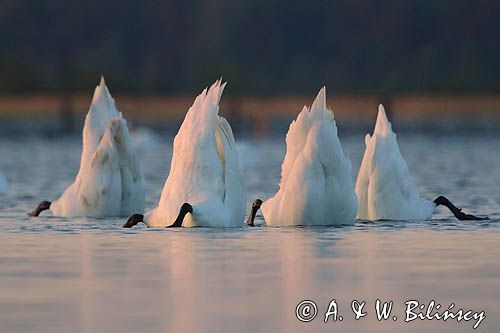 łabędź niemy Cygnus olor