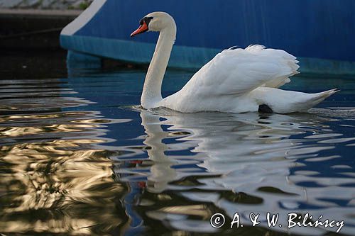 łabędź niemy Cygnus olor