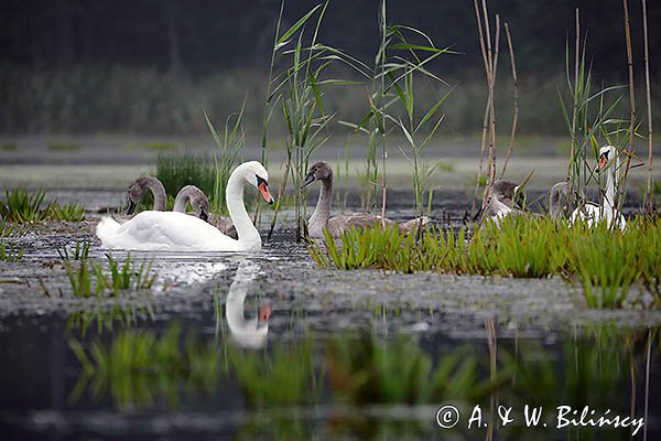 Łabędź niemy, Cygnus olor, rodzina