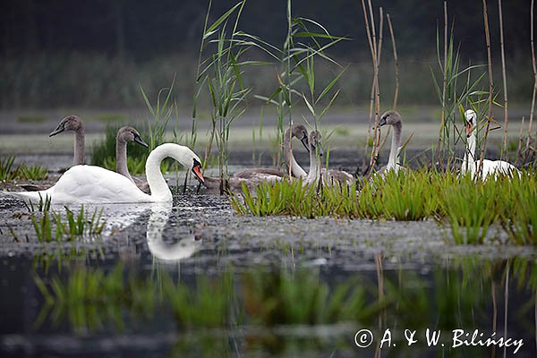 Łabędź niemy, Cygnus olor, rodzina