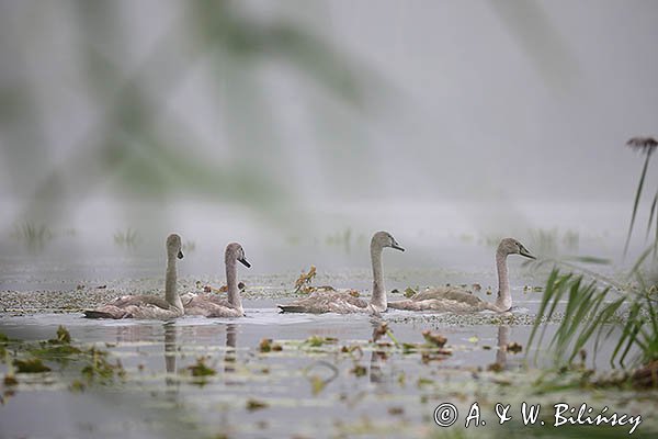 Łabędź niemy, Cygnus olor, młode