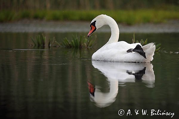 Łabędź niemy, Cygnus olor, samica