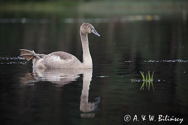 Łabędź niemy, Cygnus olor, młody