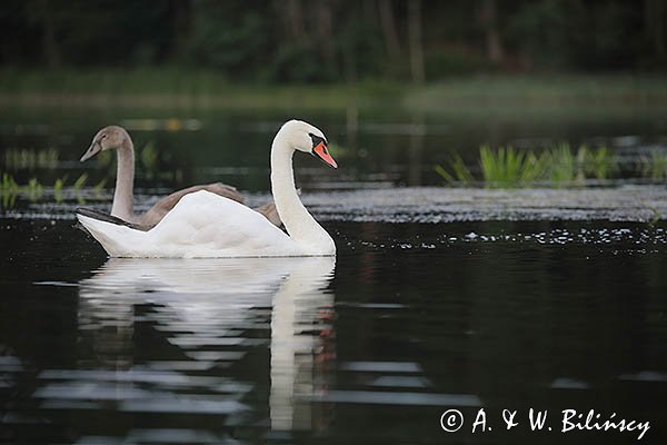 Łabędź niemy, Cygnus olor, samica z młodym