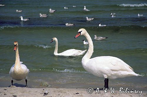 łabędź niemy, Cygnus olor nad Bałtykiem