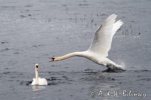 łabędzie nieme, Cygnus olor, zaloty