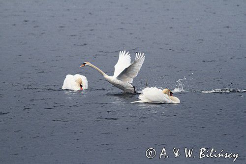 łabędzie nieme, Cygnus olor, zaloty