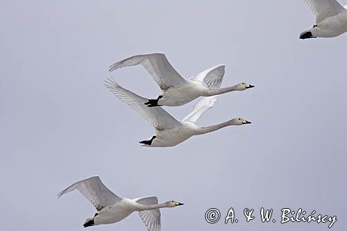 Łabędzie krzykliwe, Cygnus cygnus