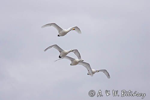 Łabędzie krzykliwe, Cygnus cygnus