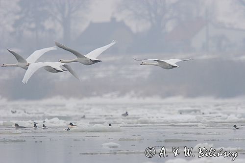 łabędź niemy Cygnus olor