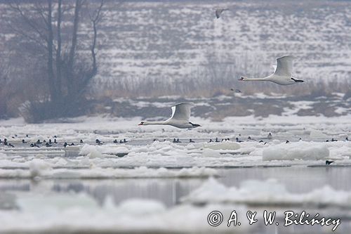 łabędź niemy Cygnus olor