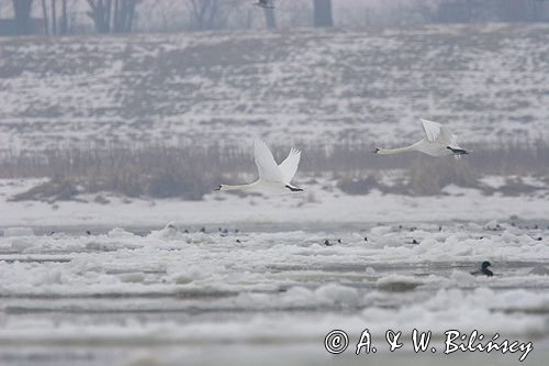 łabędź niemy Cygnus olor