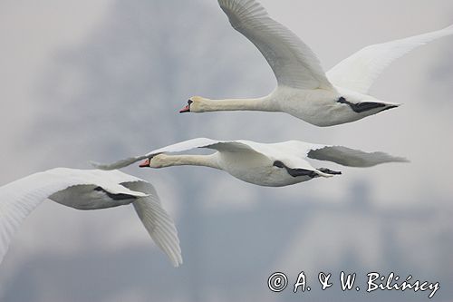 łabędź niemy Cygnus olor