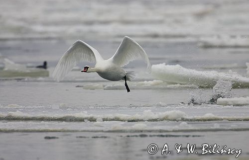 łabędź niemy Cygnus olor