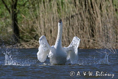 łabędź niemy Cygnus olor