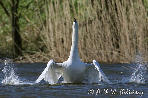 łabędź niemy Cygnus olor