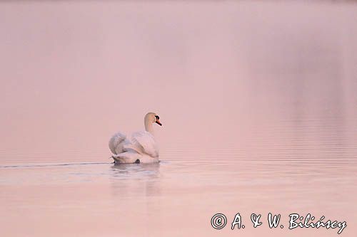 łabędź niemy Cygnus olor, samiec