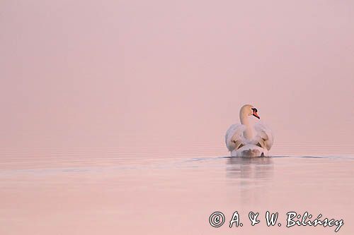 łabędź niemy Cygnus olor, samiec