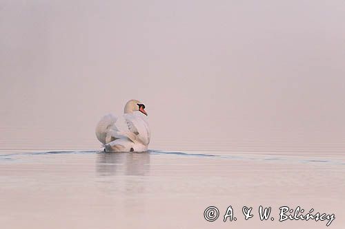 łabędź niemy, Cygnus olor, o świcie