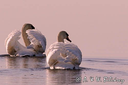 łabędź niemy Cygnus olor, para