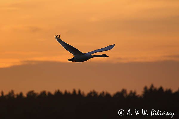 łabędź niemy Cygnus olor