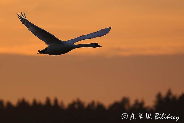 łabędź niemy Cygnus olor