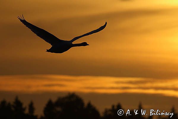 łabędź niemy Cygnus olor