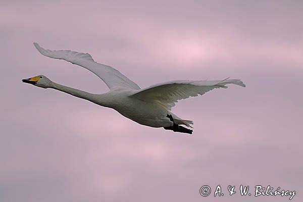 Łabędź krzykliwy Cygnus cygnus