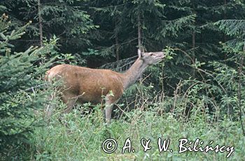 łania Cervus elaphus