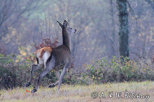 łanie, jeleń szlachetny, europejski, Cervus elaphus elaphus jeleń karpacki, bieszczadzki