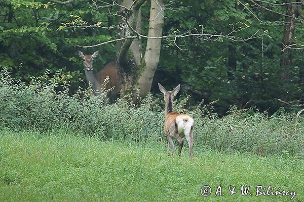 jeleń szlachetny, europejski, Cervus elaphus elaphus jeleń karpacki, rykowisko, Bieszczady, łania z młodym