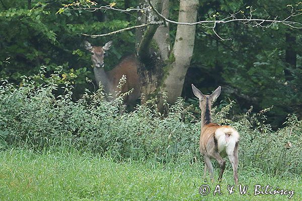 jeleń szlachetny, europejski, Cervus elaphus elaphus jeleń karpacki, rykowisko, Bieszczady, łania z młodym