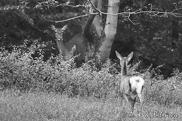 jeleń szlachetny, europejski, Cervus elaphus elaphus jeleń karpacki, rykowisko, Bieszczady, łania z młodym