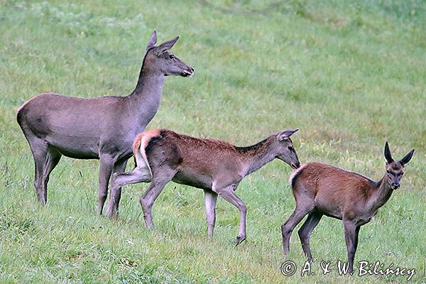 jeleń szlachetny, europejski, Cervus elaphus elaphus jeleń karpacki, rykowisko, Bieszczady, łania z młodymi