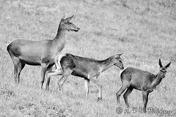 jeleń szlachetny, europejski, Cervus elaphus elaphus jeleń karpacki, rykowisko, Bieszczady, łania z młodymi