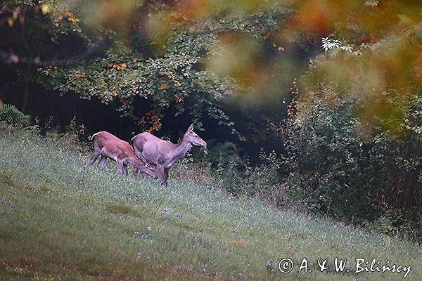 jeleń szlachetny, europejski, Cervus elaphus elaphus jeleń karpacki, rykowisko, Bieszczady, łania z młodym