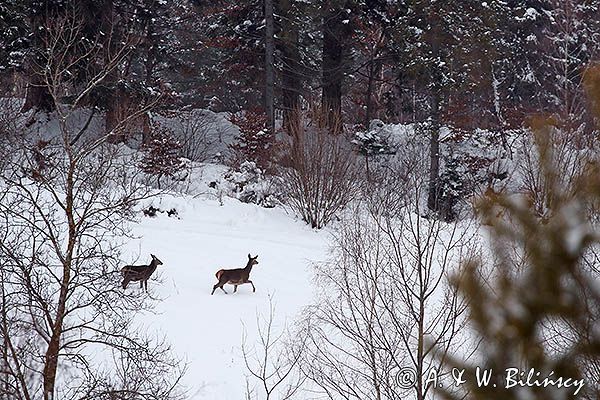 łanie, jelenie szlachetne, europejskiei, Cervus elaphus elaphus jeleń karpacki